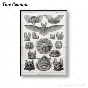 Pvt Plakat Laadi Loomade Haridus Näide Kunsti Ernst Haeckel Vintage Seina Art Lõuend Printimine Must-Valge Home Decor 13