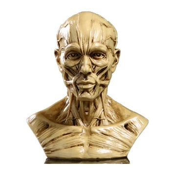 Inimese Lihas-Skelett Pea Mudel Lihaste Pea Kolju Anatoomia Skulptuur Kunst Eskiis Meditsiini Õppe tarvikud