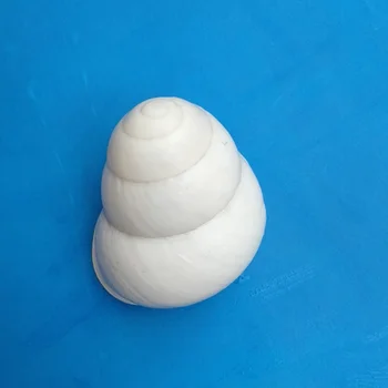 Looduslikud väike conch kestad umbes 3 cm, valge siid teod akvaariumi kala tank haljastus teenetemärgi käsitöö DIY materjalid
