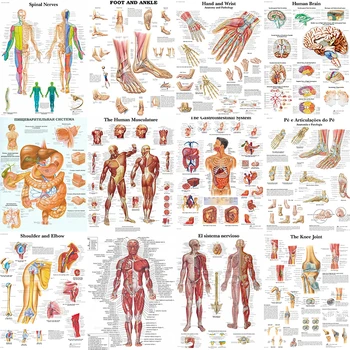 Wall Art Pilt Inimese Keha on Meditsiiniline Haridus Kaart Plakat Inimese Anatoomia Lihaste Süsteem Home Decor Lõuendile Maali HD Trükitud 1