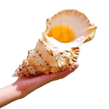 1tk suur suurus looduslikud mere Conch shell Suur conch shell kodu kaunistamiseks või kingitus 13
