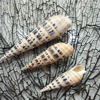 10-12cm loomulik conch kestad kala tank aquarium j haljastus kodu mood kaunistamiseks bambusest tigu 13